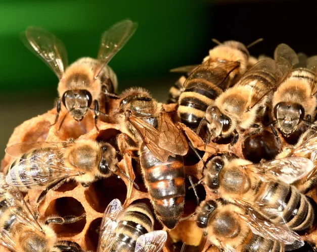 honeybees