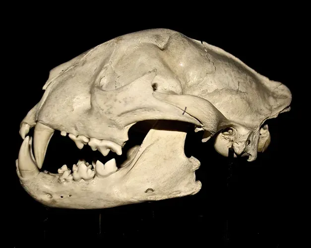 A big cat skull with a black background