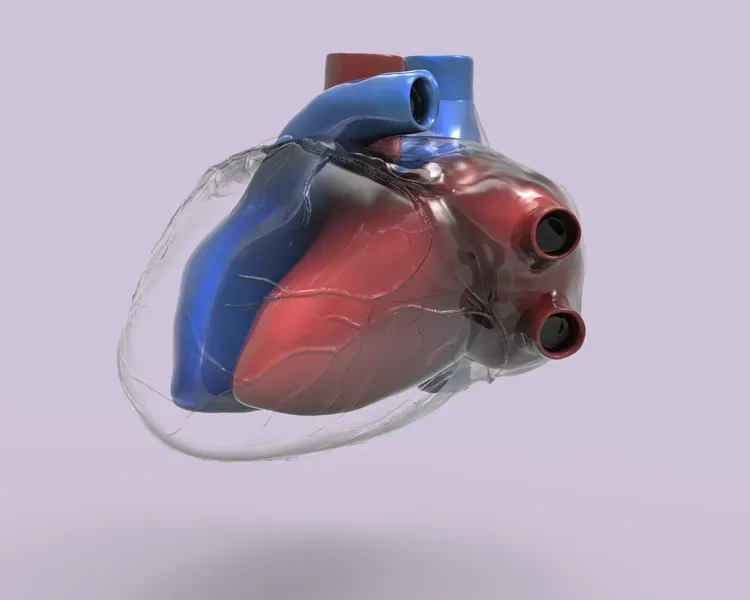 computer image of a heart