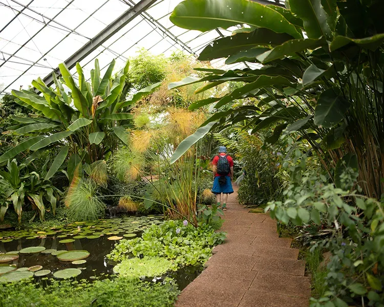 A person walks through a glasshouse beside a lily pond