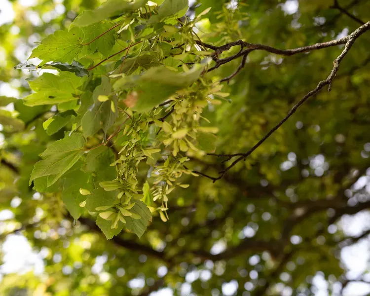 Trees