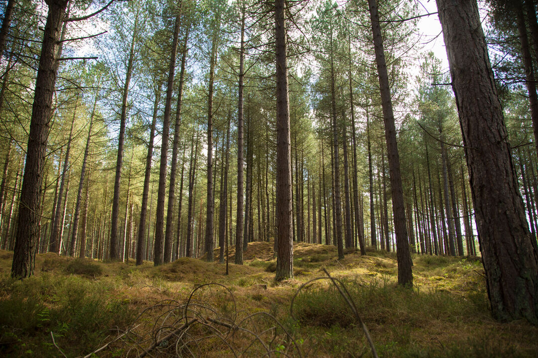 Trees and sunlight
