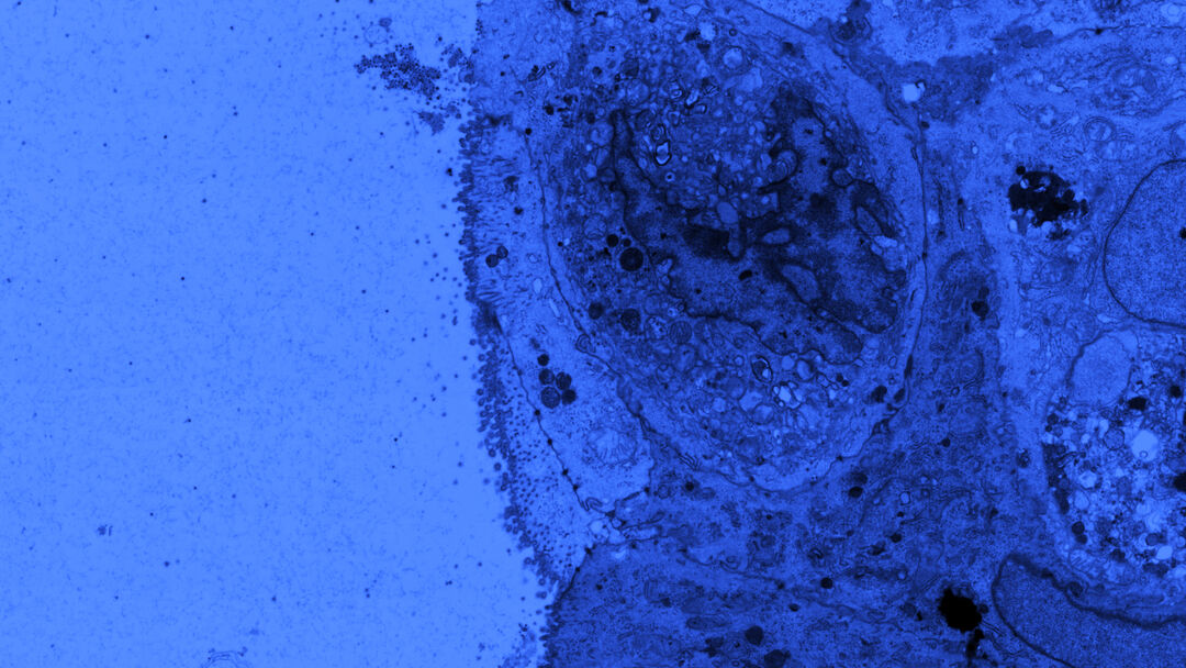 microscope image