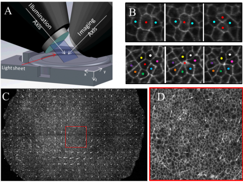 Light sheet microscopy to study tissue dynamics during chick gastrulation