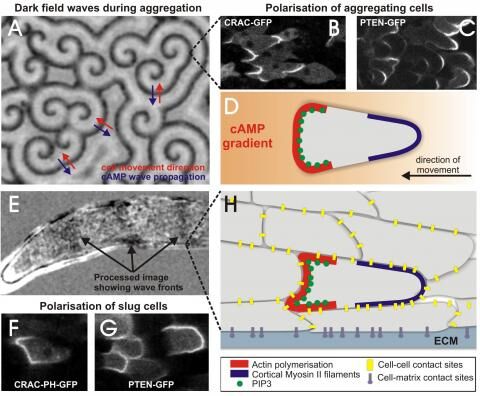 Aggregation of Dictyostelium cells is coordinated by propagating waves of cAMP