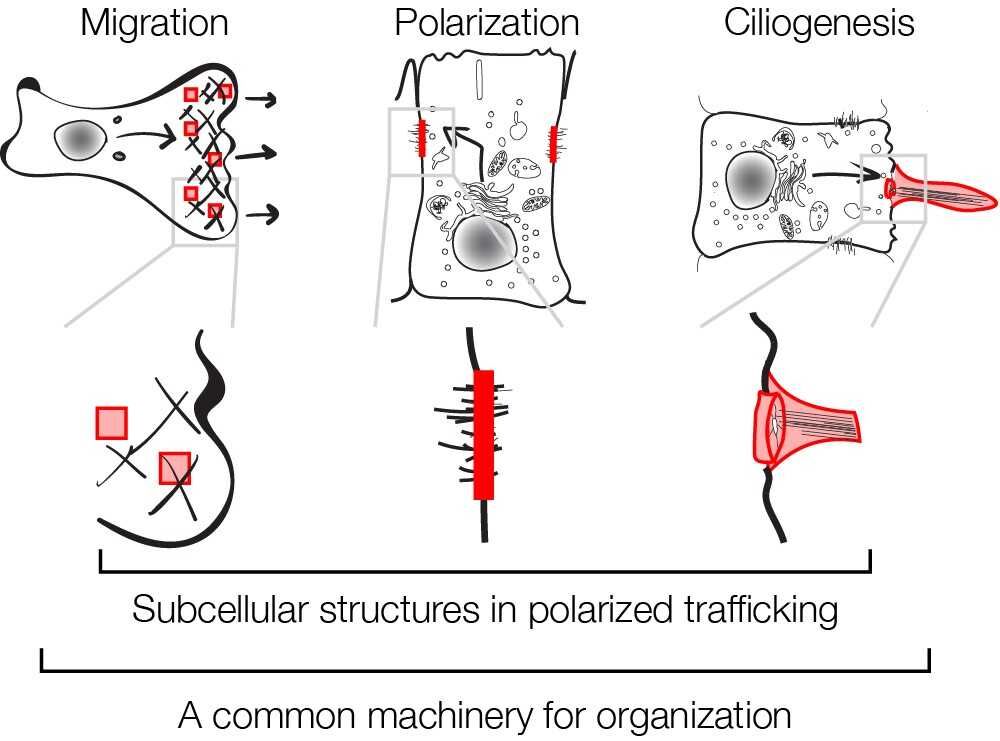 graphic showing subcellular structures in polarized trafficking