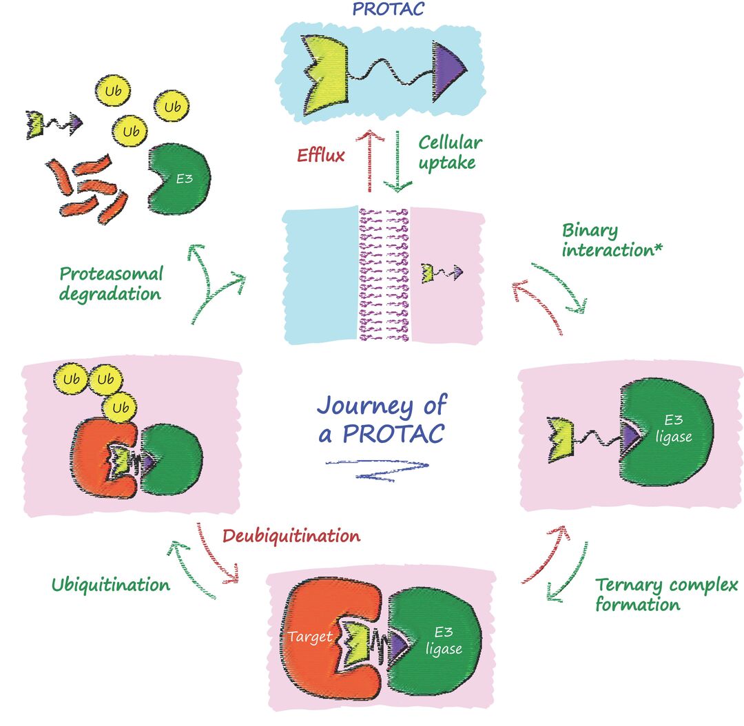 Cartoon depiction each steps along the journey of a PROTAC degrader molecule. Upon treatment, the compound enters into the cell, must bind simultaneously its target protein and E3 ligase, resulting in ubiquitination and ultimately proteasomal degradation of the protein target. Once complete, the PROTAC is free to repeat the cycle. Note: the binary interaction step can occur with either E3 ligase or protein target.