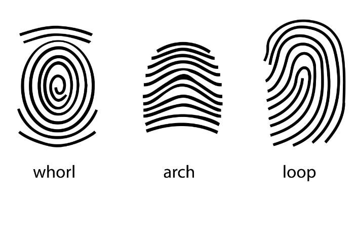 Image detailing three different finger print types - whorl, arch, and loop