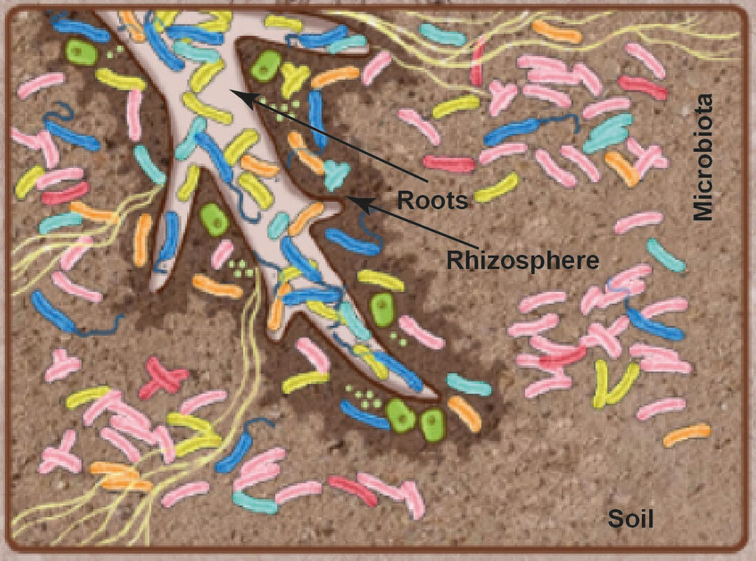 Drawing of a plants roots sitting under the soil with colourful cells surrounding the roots