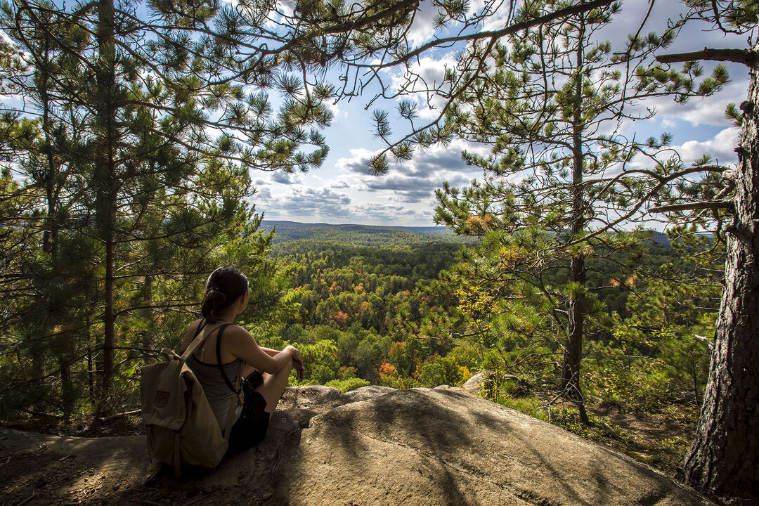 Forest View