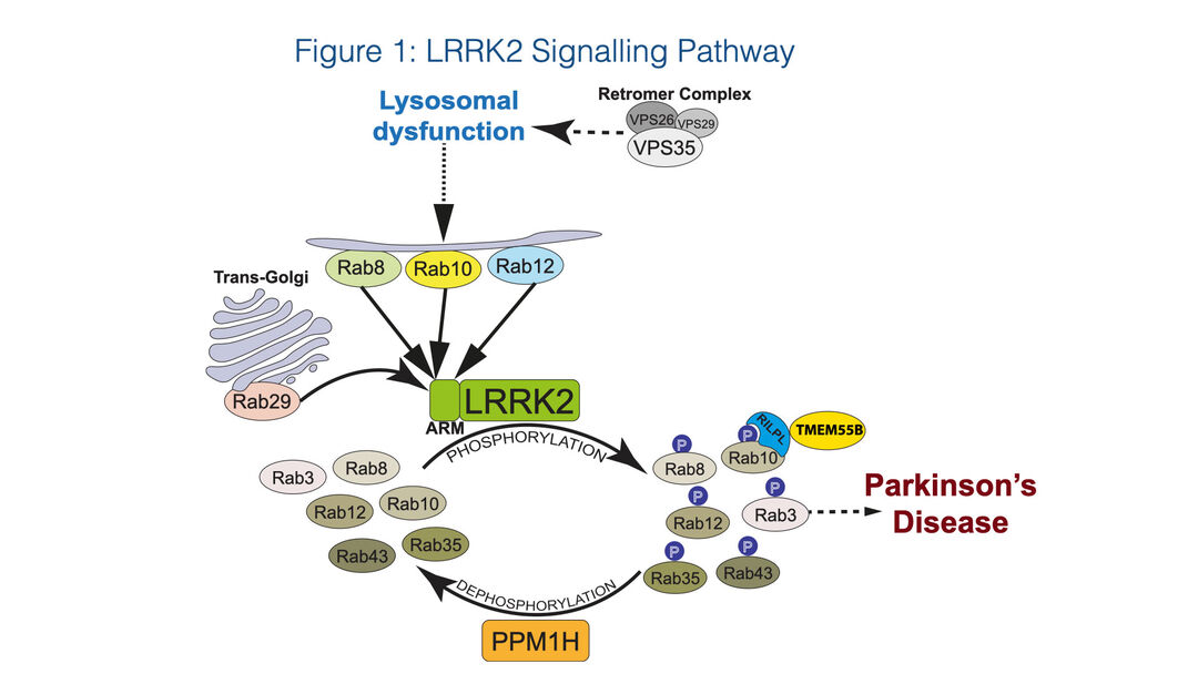 A graphic showing LRRK2 signalling pathway and Parkinson’s Disease