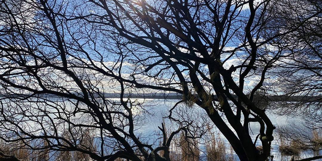 Silhouette of trees beside a lake or loch in autumn or winter time