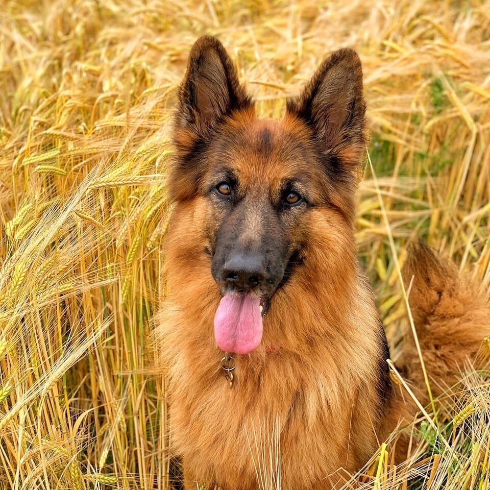 dog in cornfield
