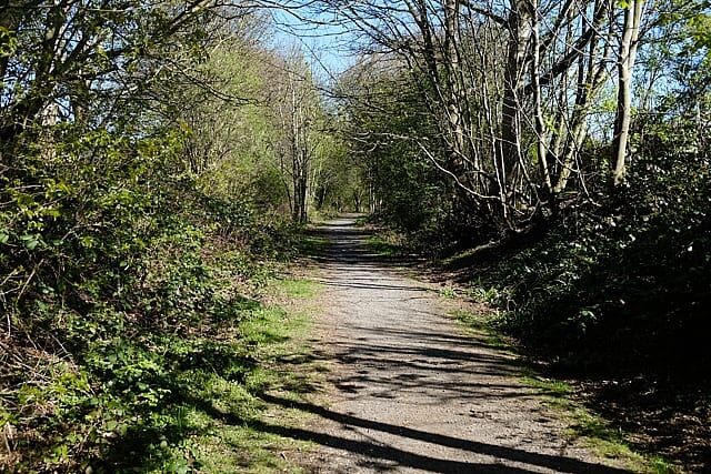 path through trees