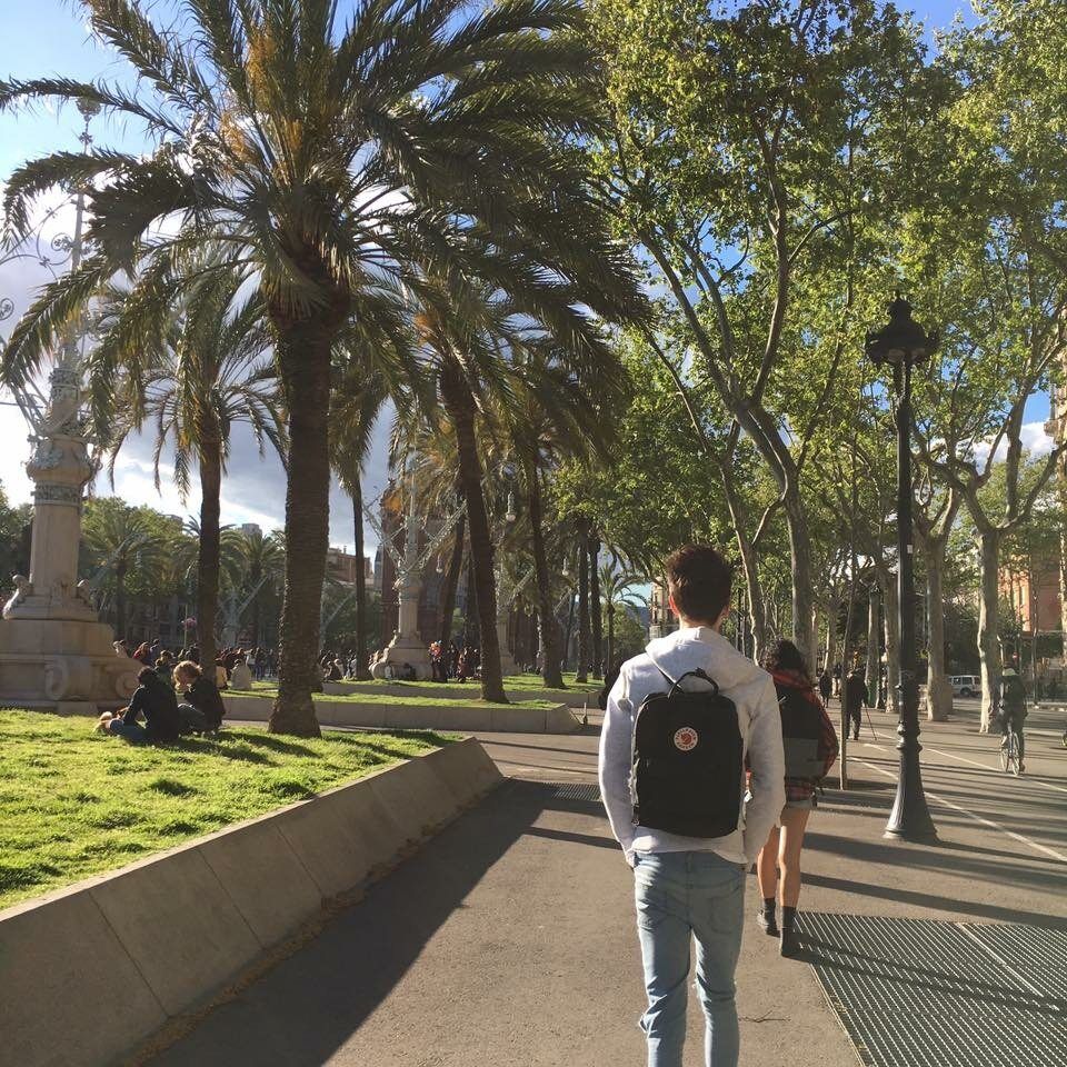 The back of a man as he walks down a tree-lined boulevard. The scene is bright and sunny