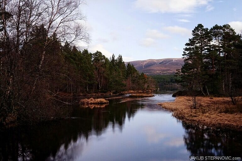 river with trees either side
