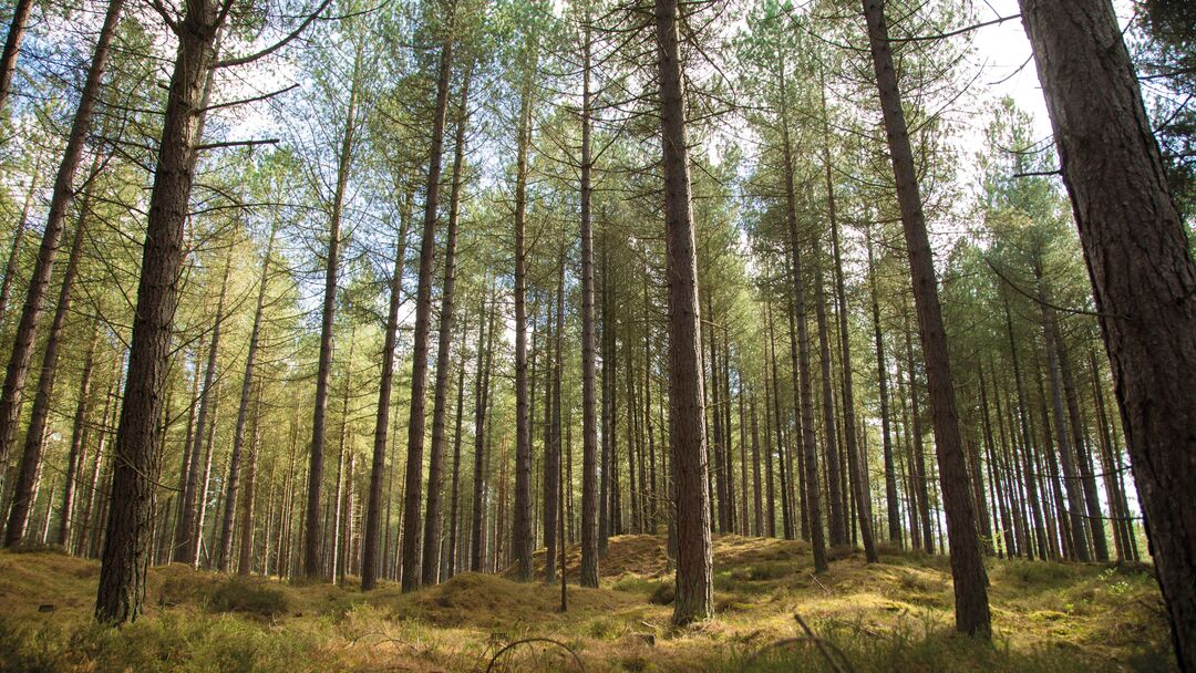 Tentsmuir forest