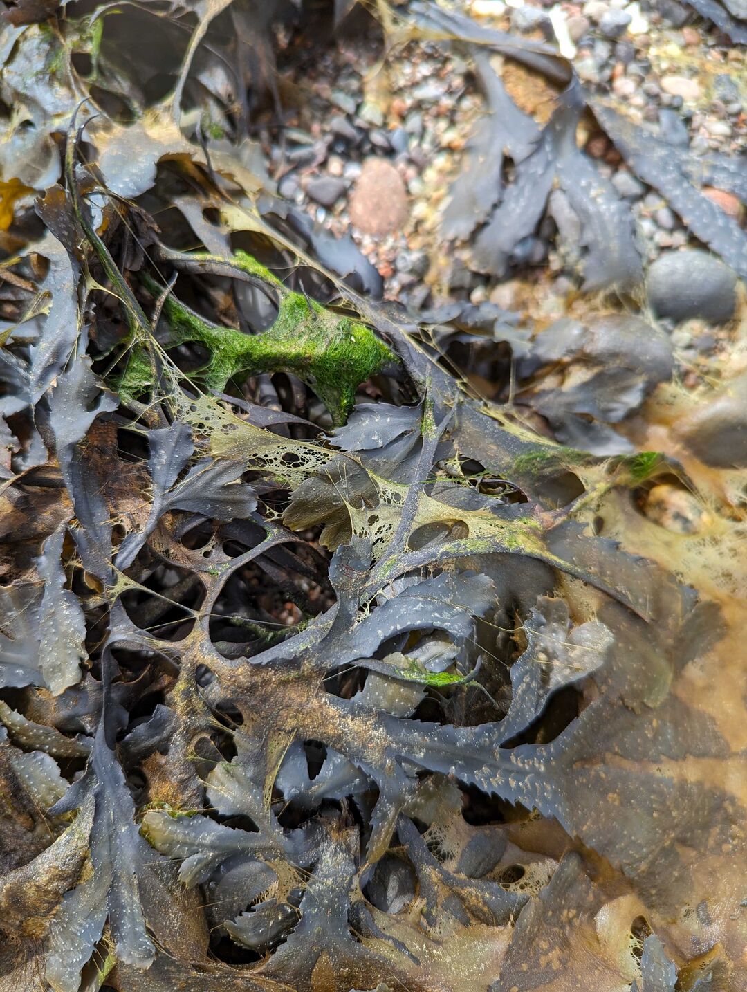 Sandy seaweed lies draped across the shore