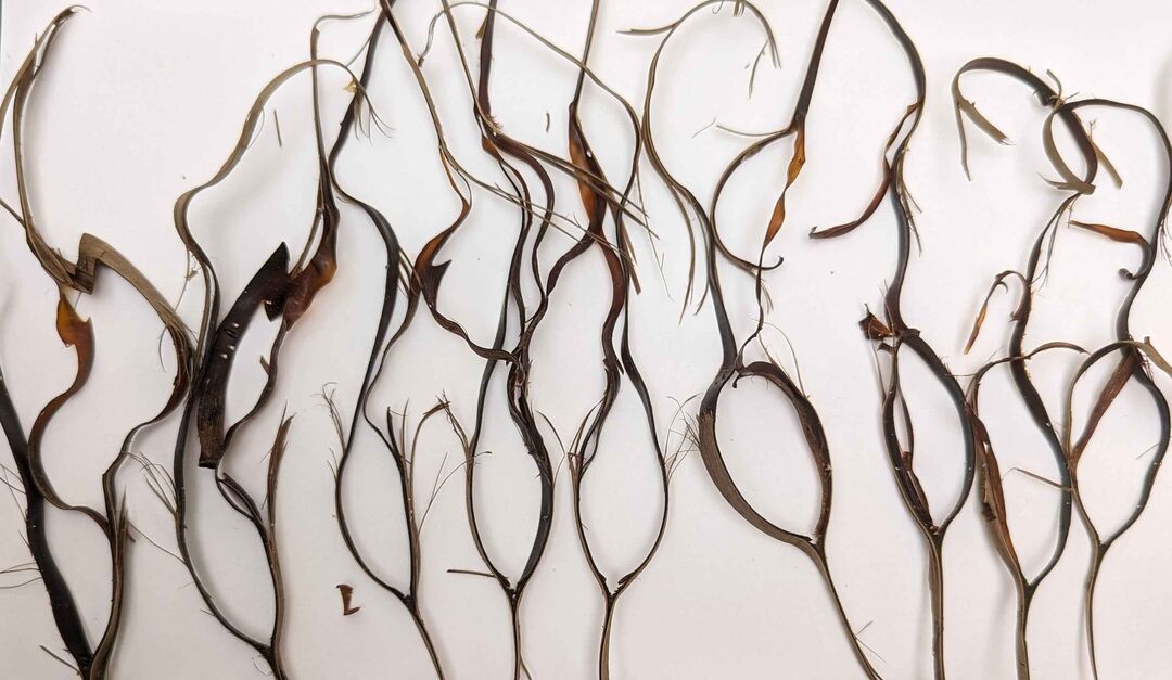A section of mermaids purse seaweed.