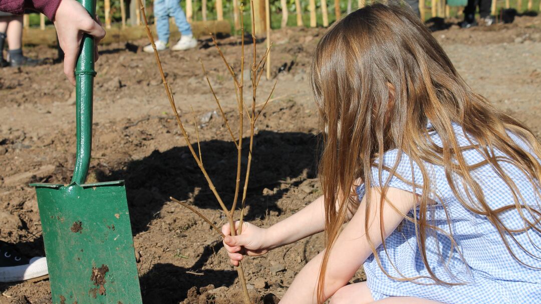 Small girl with long brown hair in school summer dress planting a twiggy plant into soil