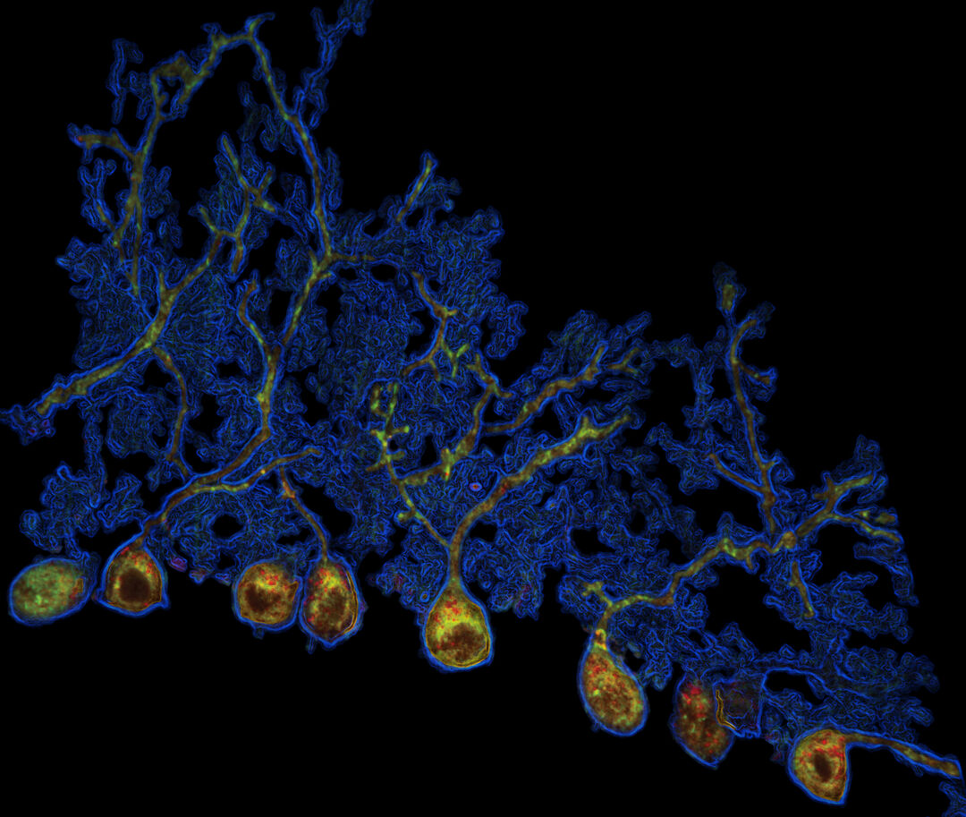 microscopy image