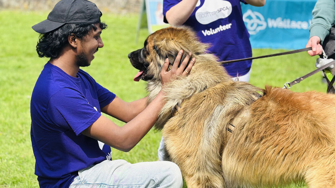 Student wearing a blue tshirt, lightly blue jeans and a backwards camps, kneeling down and cuddling a large light brown dog
