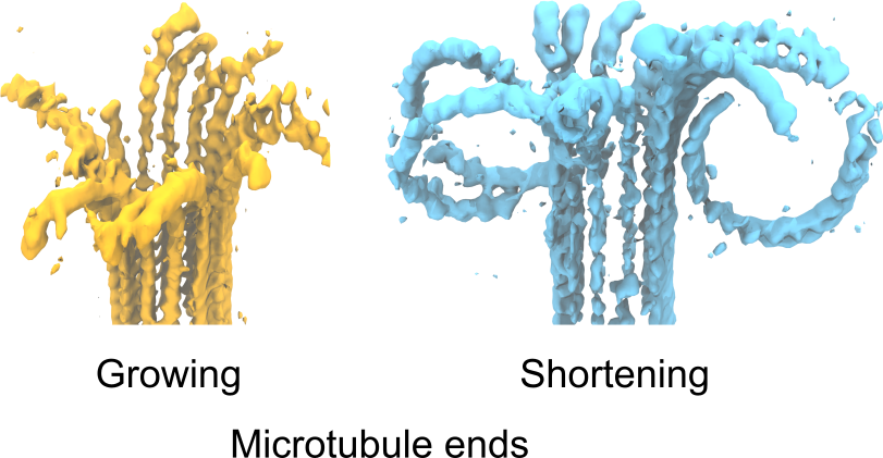 Two computer generated images. Left is yellow with bobbled strands lined up together. Right is blue with bobbled strands lined up together and the top ends bending over
